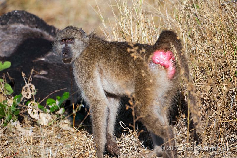 20090613_092359 D300 (1) X1.jpg - The rough spots on baboon buttcks are called ischial callosities which are nerveless, hairy pads of skin that provide for sitting comfort